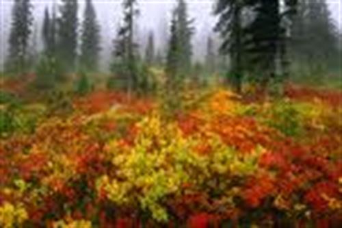 hooman-33&nbsp;sepehr